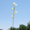 Carrillón de Viento Flocado Flor Rama Larga Lirio de los Valles Flor Artificial Flor Falsa Decoración Decoración del Hogar Flor Flor para Salón de Bodas Arreglo Floral