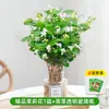 Jasmim Planta Hidropônica em Vaso Flores Cultivadas em Água para Interior para Sala de Estar Mesa de Escritório Flores e Plantas Verdes de Fácil Cuidado para Pessoas Preguiçosas