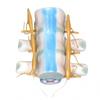 Modelo médico da medula espinhal e nervos espinhais modelo médico da coluna torácica humana com medula espinhal e nervos espinhais anexados modelo ampliado
