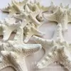Varias Estrellas de Mar Naturales Materiales Hechos a Mano DIY Conchas Naturales Accesorios de Joyería Ventas Directas de Fábrica
