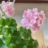 Plántulas de Geranio de Flor Doble en Maceta, Flores de Interior y Balcón Fáciles de Cultivar, Flores Perennes de Flor Grande, Plántulas de Hortensia