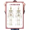 Diagrama del Esqueleto Humano, Cartel de Pared Grande, Diagrama de Órganos, Gráfico de Estructura de Órganos Internos, Gráfico de Puntos de Acupuntura, Póster del Gráfico de Anatomía Muscular Humana