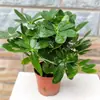 Plantas hidropônicas em vaso com raízes, fáceis de cuidar em ambientes internos durante todo o ano, perenes e eficazes na absorção de formaldeído, purificação do ar e bloqueio de radiação.