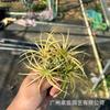 Piña de Aire Planta sin Tierra para Personas Mayores, Hierba de Aire Piña Planta Verde Creativa de Cuatro Estaciones Perenne Colgante de Interior