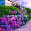 Mudas de hortênsia Endless Summer Plantas em vasos que florescem em todas as estações Florais e plantas verdes Flores de pilha velhas para pátios e varandas internas resistentes ao frio