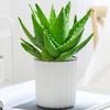Aloe Vera en Maceta Interior Eliminación de Formaldehído Purificador de Aire Planta Verde Escritorio de Oficina Suculenta Fácil de Cultivar Flores y Cactus Todo el Año