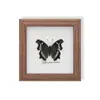 Especimen de Mariposa Real, Especimen de Insecto, Especimen Real en Marco de Vidrio, Decoración para el Hogar de Libélula, Decoración de Regalo de Cumpleaños