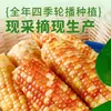Maíz dulce de flor pequeña de Xishuangbanna, Yunnan, fresco y listo para comer, maíz dulce y pegajoso estilo Dai, grano entero envasado al vacío, fragante y dulce