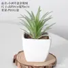 Bonsái de Plástico Artificial Carnoso Decoración de Flores Artificiales Bonsái Interior Hogar Oficina Planta Verde Pequeños Adornos Plantas Artificiales