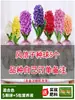 Bulbos de Sementes de Jacinto, Florais Hidropônicos com Botões, Bulbos Grandes, Fácil de Alimentar Plantas Envasadas de Varanda Internas e Externas, Tulipas, Cultura de Solo