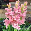 Bulbos de Nardo de Doble Pétalo, Flores Grandes, Fragancia Fuerte, Resistente para Todas las Estaciones, Adecuado para Plantar en Macetas, Fácil de Mantener, Interior y Exterior