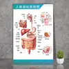 Diagrama de la Estructura Ósea de la Anatomía Humana, Diagrama de Distribución Interna de Órganos, Nervios y Músculos, Mural del Sistema Respiratorio y Órganos Digestivos