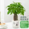 Árbol del Dinero Maceta Planta de Interior Tierra para Flores Pequeño Bonsái Cultivado en Maceta Planta Verde para Sala de Estar Oficina Fortuna Cerámica Maceta Pequeña