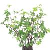 Simulado Planta Espumando Ramos Japonês Sino Folha Cavalo Bêbado Madeira Vaso Begônia Folha Interior Internet Celebridade Decoração de Casa
