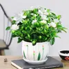 Planta de Gardenia en Maceta con Capullos, Fácil de Cultivar en Interiores Todo el Año, Florales Reales y Plantas Verdes, Plántulas de Jazmín, Hidroponía para Sala de Estar, Trigo Fresco Taibo
