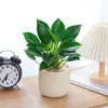 Planta Princesa Verde en Maceta Diamante Dorado para Escritorio de Oficina, Planta de Hojas Verdes que Purifica el Aire y Absorbe Formaldehído, Planta de Hojas Grandes