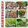 Cal Virgem para Jardinagem, Cultivo de Flores e Vegetais, Desinfecção, Esterilização, Cal em Pó, Melhoria do Solo, Cal Virgem em Pó