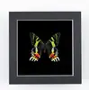 Especimen de Mariposa Cola de Golondrina con Banda Verde Bellamente Decorado, Decoración Artística de Cumpleaños, Regalo de Cumpleaños para Pareja, Exquisita Pintura en Marco de Resina
