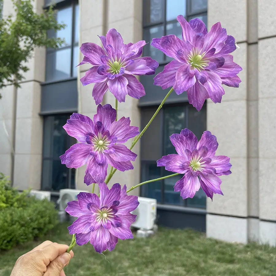 5头海棠花-紫红.JPG