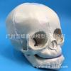 Modelo de forma de cráneo de recién nacido, modelo de esqueleto de cráneo fetal, modelo de cráneo de bebé