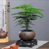 Aspargo em Vaso Planta de Flor de Interior Sala de Estar Absorvendo um Certo Aldeído Bonsai Mesa de Escritório Perene Pequena Planta Verde Fácil de Manter