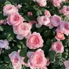 Plántulas de Flor Rosa Reina Sueca Maceta Balcón Patio Todo el Año Flores Extra Grandes Plantas de Flor Fragante Plántulas de Rosa