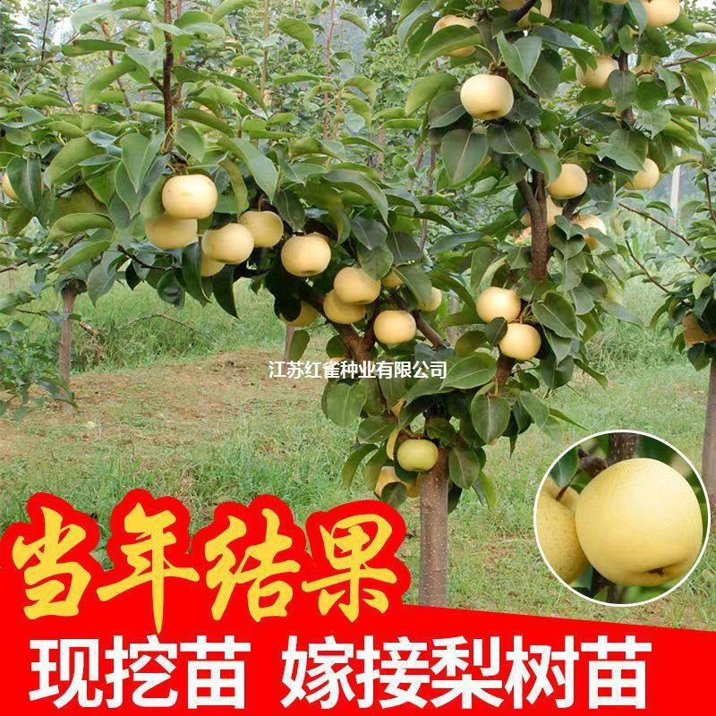 O1CN011AVjAD1DNw6ijjd4Q_!!2215