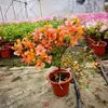 Planta en Maceta Buganvilia Floreciendo Cereza Verde Doble Pétalo Floración Cuatro Estaciones Balcón Fácil de Cultivar Buganvilia de Interior Planta Verde para Balcón