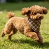 Bandana para Mascotas, Elegante Estilo Cuadros, Babero para Gatos, Toalla Reversible de Doble Capa para Saliva de Perros, Decorativa, Directamente del Fabricante