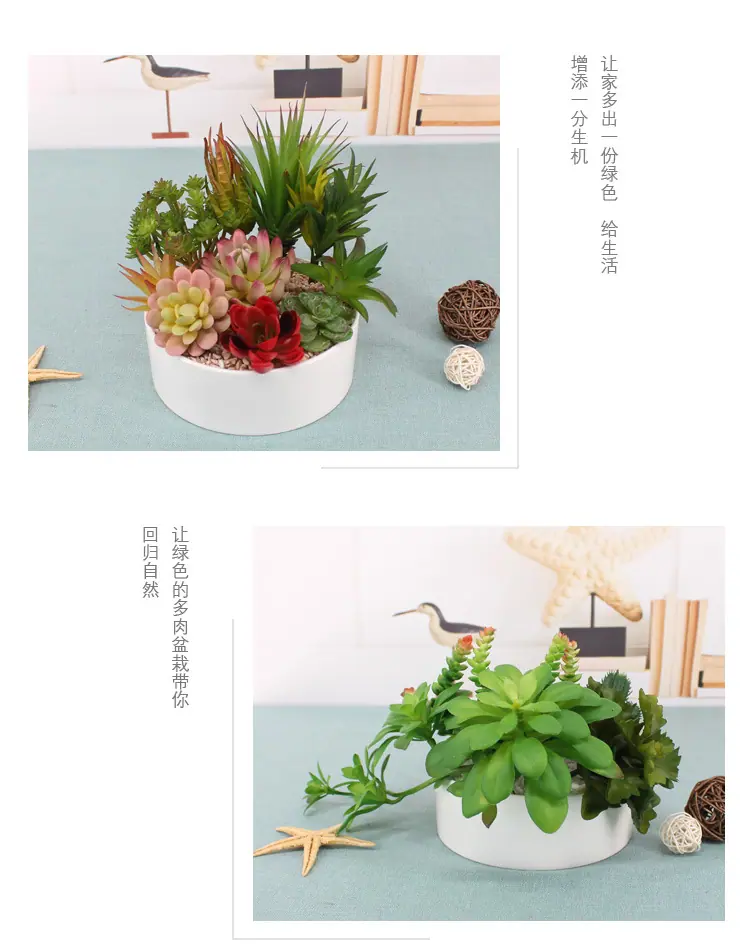 单枝多肉-2_13