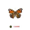 Especímenes Tridimensionales de Mariposas e Insectos Reales para la Educación Científica Infantil en Jardines de Infancia, con Alas Extendidas, Diseño de Estilo Fotográfico 1
