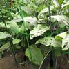Hastes de Conexão de Plástico Zhi Xiao Suprimentos de Jardinagem Tubo de Aço Revestido de Plástico Acessórios de Suporte de Jardinagem Suporte Venda por Atacado