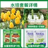 Tulipanes Hidropónicos al por Mayor 5 Grados Bulbos Grandes Resistentes al Frío para Invierno Interior/Exterior Fáciles de Cultivar para Principiantes Flores en Maceta Plantas
