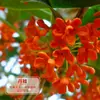 Mudas de Osmanthus São Plantadas no Solo, Árvores de Osmanthus Perenes, Osmanthus Dourado e Mudas Grandes de Osmanthus, Plantas de Quintal, Flores Fragrantes para Varanda
