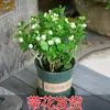 Mudas de Jasmim em Vaso de Flores Dobradas, Forte Aroma para Varanda Interna com Botões, Plantas Floríferas Fáceis de Cultivar que Florescem em Todas as Estações