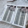 Pestañas Yingmeijia Phalaenopsis Pestañas Postizas Anguladas de Alta Calidad Estilo Europeo y Americano para Injerto Ojos de Cómics Tridimensionales Racimo Individual Grueso