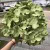 Fabricante de Flores Artificiales para Bodas Verdes Hortensia Verde Rosa Rocío de Golondrina Loto Bola de Cebolla Decoración Suave para Bodas Flor Artificial al por Mayor