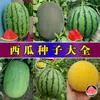 Fabricante Original Atacado Sementes de Melancia Açúcar de Pedra Kirin 8424 Mel Melão Pequeno Preguiçoso Rei Sementes de Pele Preta