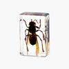 Resina de Venta Caliente Transfronteriza Muestras de Insectos Reales Araña Escorpión Saltamontes Regalo de Recompensa para Estudiantes de Primaria Regalo Artesanal