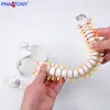 Modelo de Coluna Vertebral de Tamanho Médio de 50 cm para Ensino e Demonstração Médica, Modelo de Coluna Vertebral Flexível Médico para Anatomia do Esqueleto