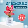 Planta Hidropónica en Maceta Ruyi Reina Roja de Hoja Perenne Suerte Flor de Interior para Oficina Planta Verde Suculenta Fragante de Nueve Hojas Fácil de Cultivar