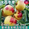 Dropshipping de Mudas de Jujuba Datong para Plantio em Jardins do Norte e do Sul, Mudas de Jujubeira Enxertadas de Frutas Extra-Grandes em Vasos