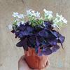 Plántulas de Flor de Oxalis de Hoja Morada, Bulbos de Trébol de Hoja Verde, Hierba Frita, Mariposa Morada, Plantas de Follaje para Balcón Interior y Patio