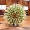 [Cactus Tricolor] Planta Auspiciosa Tres Tesoros Combinación de Bolas Tricolor Escritorio Balcón Planta a Prueba de Radiación Planta en Maceta