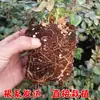 Dropshipping Sucos Varanda Mudas de Rosa Rosas Florindo Flores em Vasos Plantas Trepadeiras Cipós Rosa Plantas Verdes
