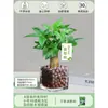 Árbol del Dinero Maceta Flores, Sala de Estar, Casa Próspera, Plantas Verdes, Fácil de Cultivar en Todas las Estaciones, Árbol del Dinero, Plantas Hidropónicas de Escritorio para Oficina