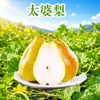 Pera Taipo de Yantai, Shandong, entrega 3/5/ 4.5kg Pera Plátano, Pera de Esposa, caja de regalo Pera Cabeza Grande, fruta fresca