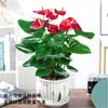 Planta de Flor en Maceta Anthurium Flor de Interior Anthurium Hidropónico Planta Verde Planta en Maceta Fácil de Cultivar para Principiantes con Flores Enviadas