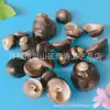 Artesanías de Caracolas Naturales Vendidas por Libra para Acuarios, Fotografía, Educación de Estudiantes y Niños, Minería y Uso Marino
