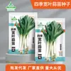 Semillas de Plántula de Ajo de Hoja Ancha Four Seasons, Semillas de Puerro Citi, Ajo Verde, Pesto, Huerto en Maceta, Semillas de Colza, Semillas al por Mayor